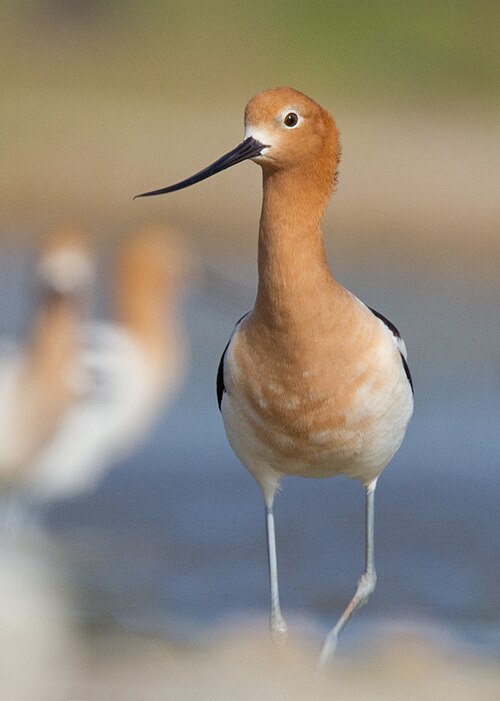 American avocet